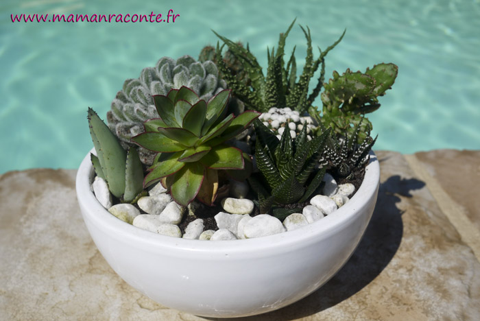 5. jardin miniature de cactus