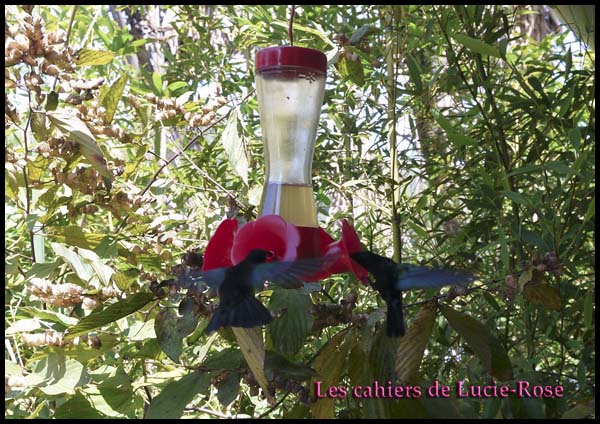 5. Le Jardin de Balata - colibri