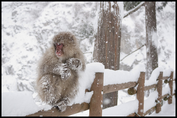 9. singes des neiges - Japon