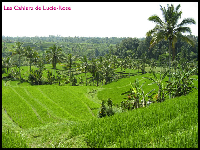 1. Les rizières de Jatiluwih